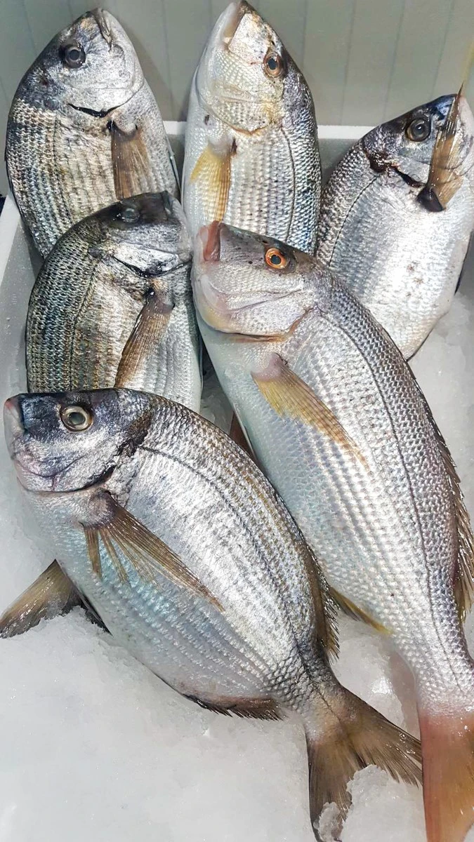 ichthiopolio-poseidonas2.jpg