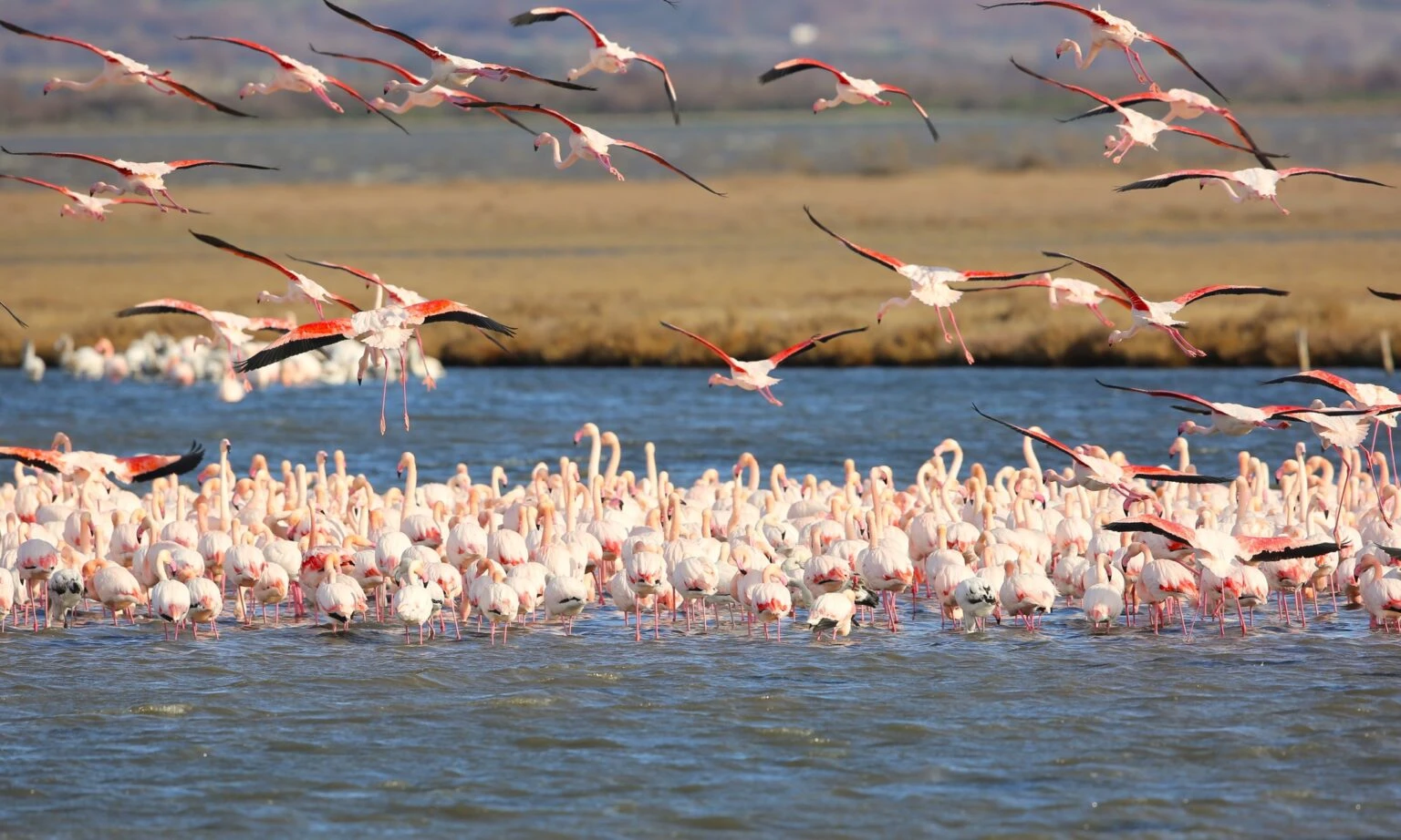 flamingo.jpg?v=0