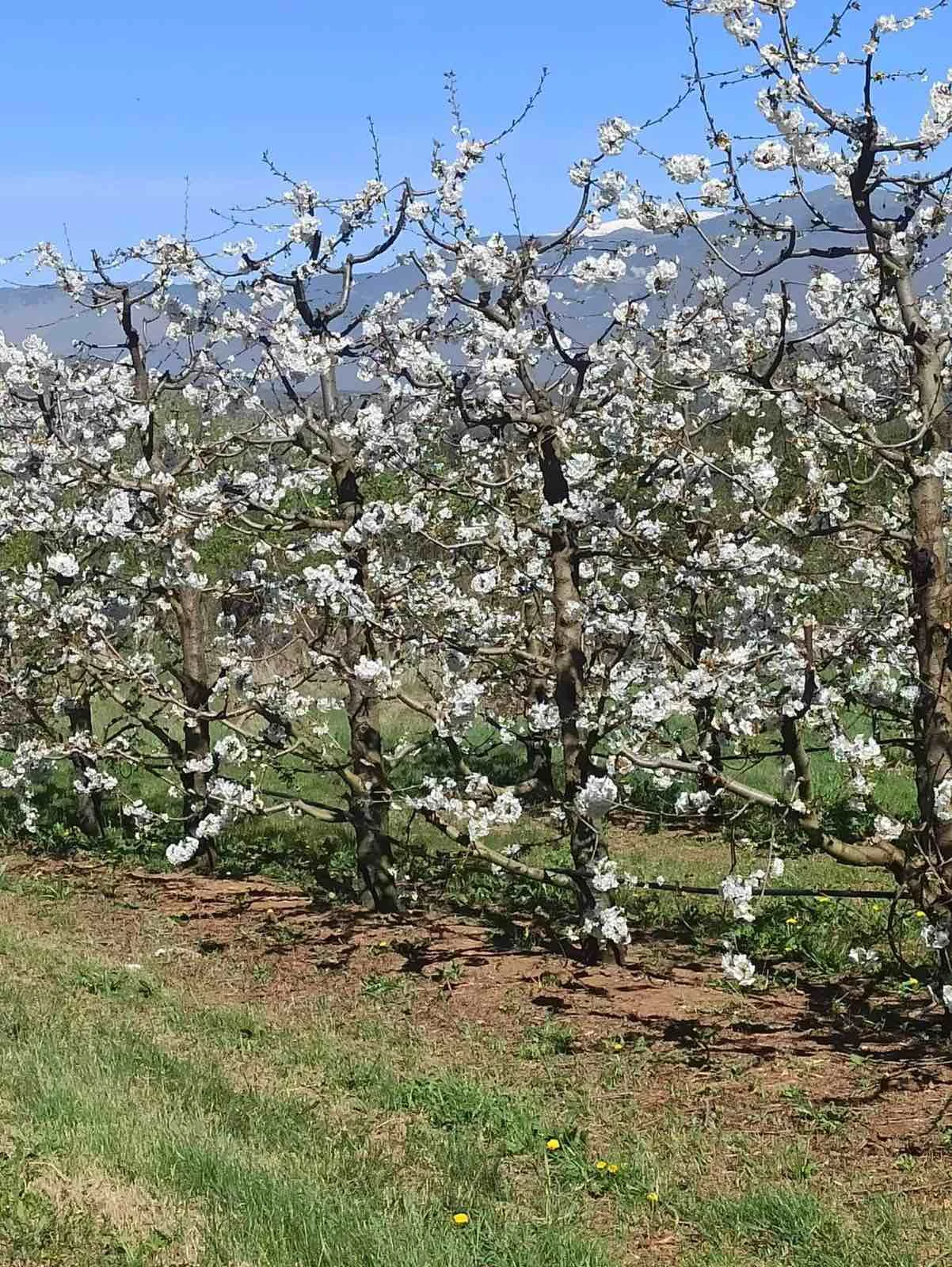 1743491541617.jpg?v=0