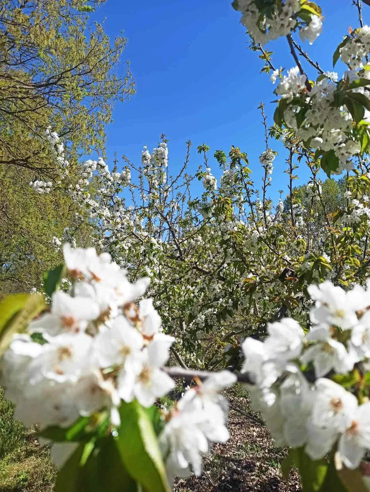 1743491541627.jpg?v=0