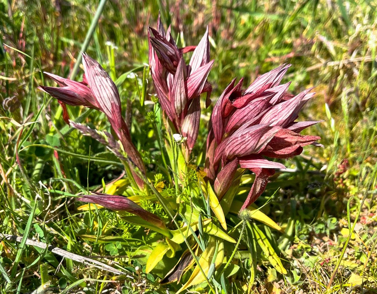 mitilini-orchidees1.jpg