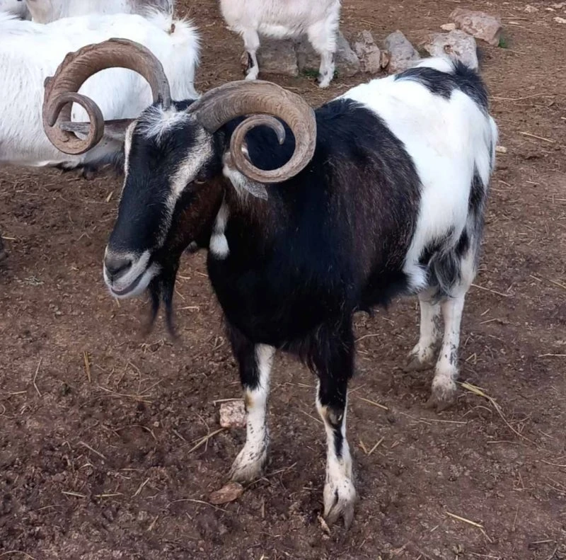 oulokeros2.jpg