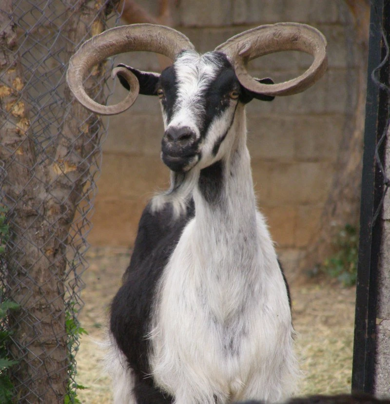 oulokeros3.jpg