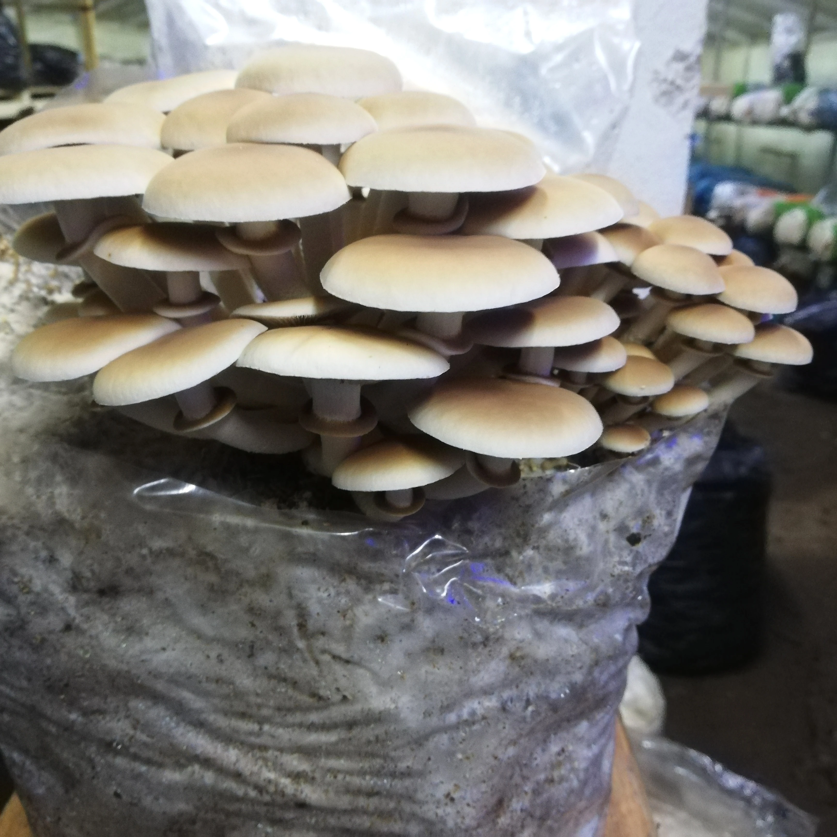 kalliergiamanitarion8.jpg?v=0