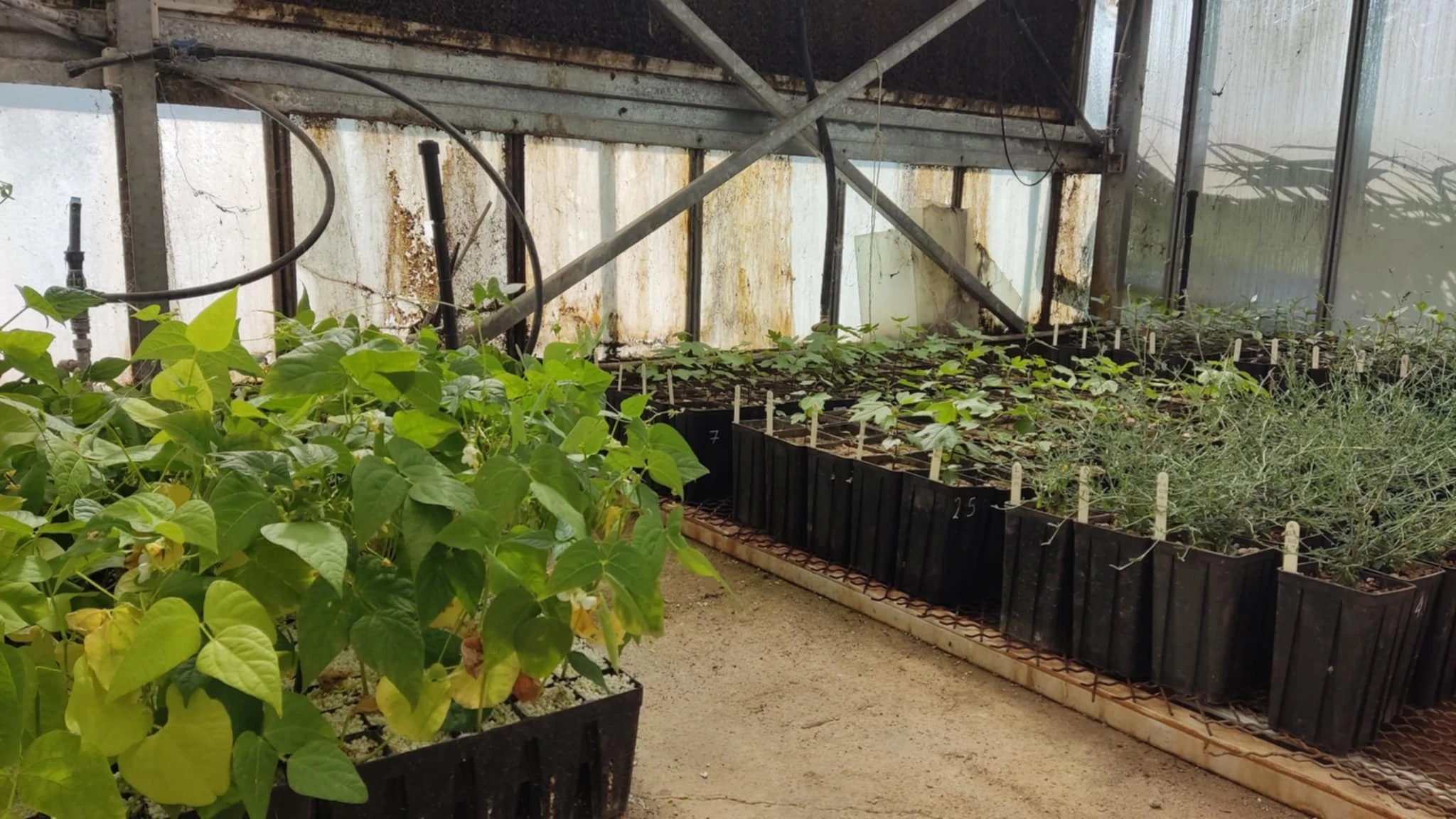 Τα φυτά από τα πειράματα των φοιτητών&nbsp;