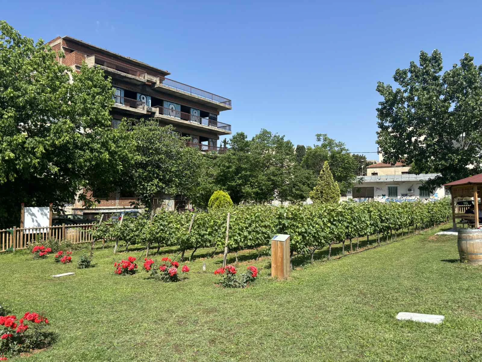 Ο αστικός αμπελώνας ανάμεσα στα κτίρια της πόλης