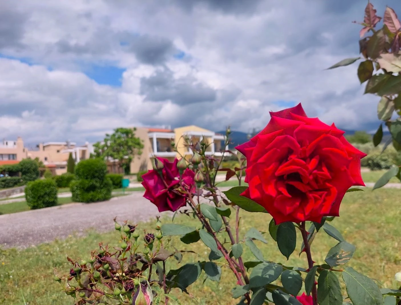 mirtia16.jpg?v=0