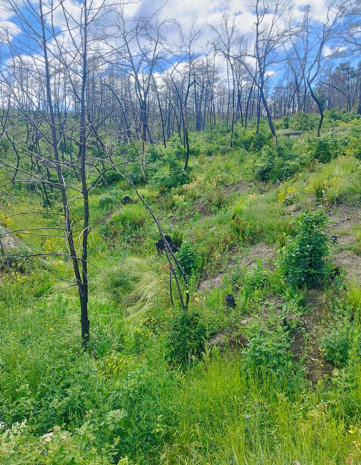 Εικόνα από σημείο στο Δάσος της Δαδιάς σήμερα - Πηγή:&nbsp;ΑΠΕ-ΜΠΕ