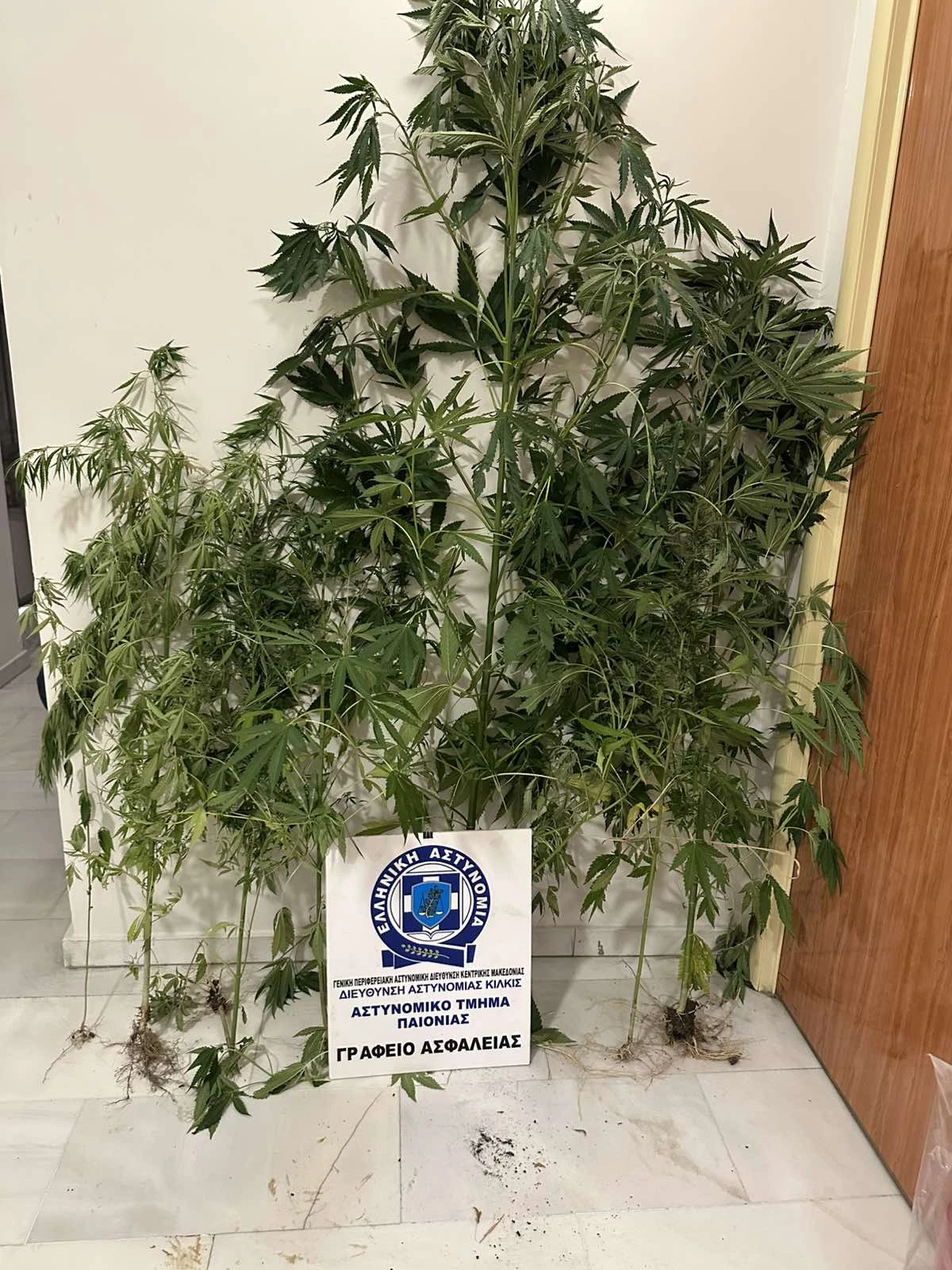 kataschesi-dendrillion-kannavis-at-paionias.jpg?v=0