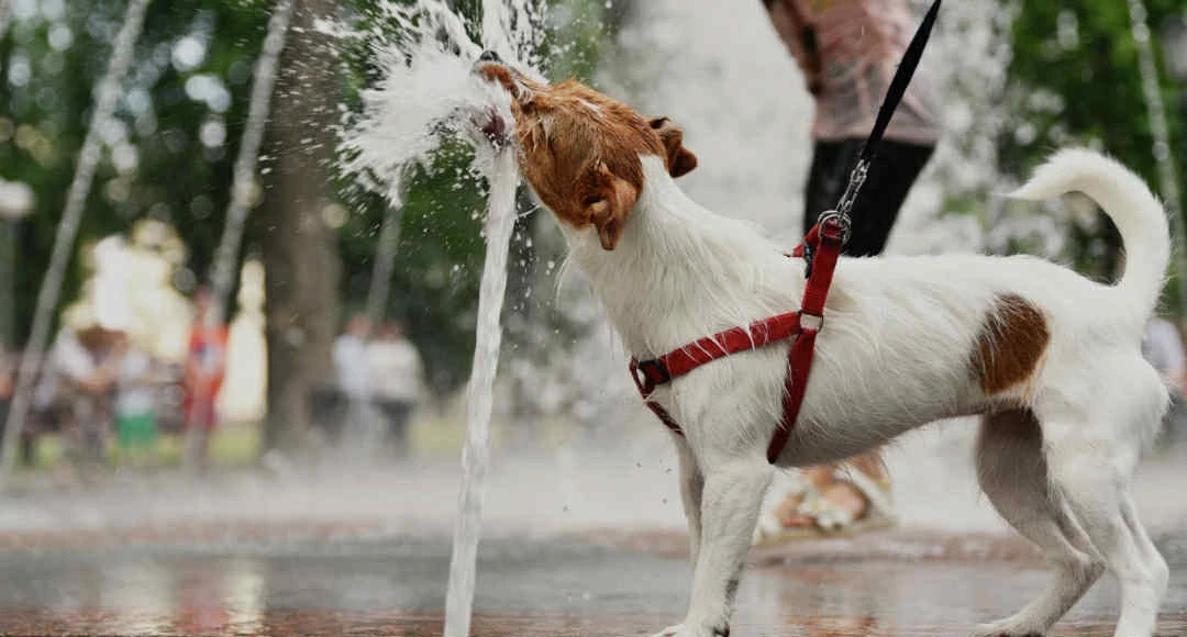 fddbe1ce-b913-4b33-96cb-ec1883557d6a.jfif?v=0