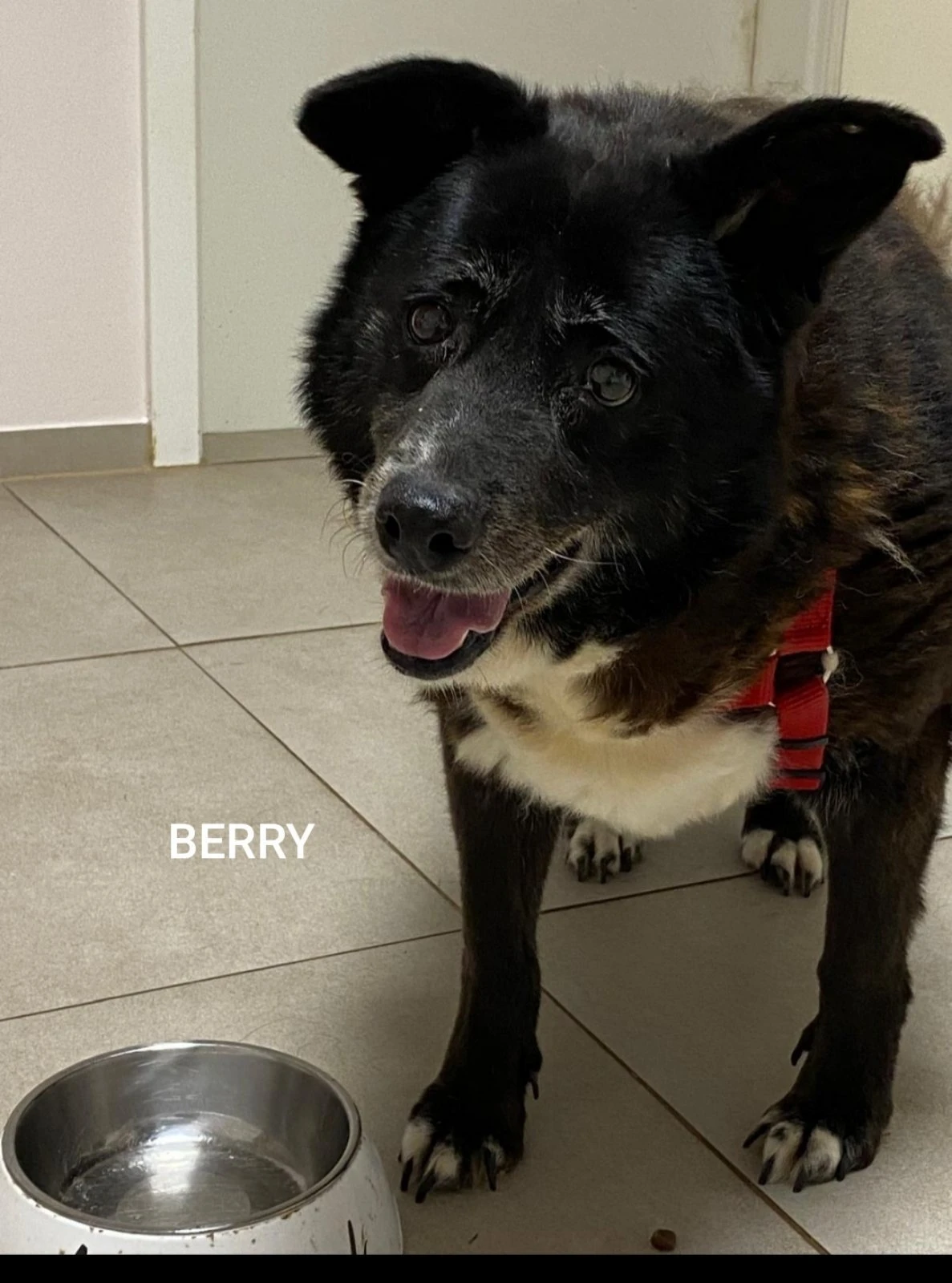 berry.JPG?v=0