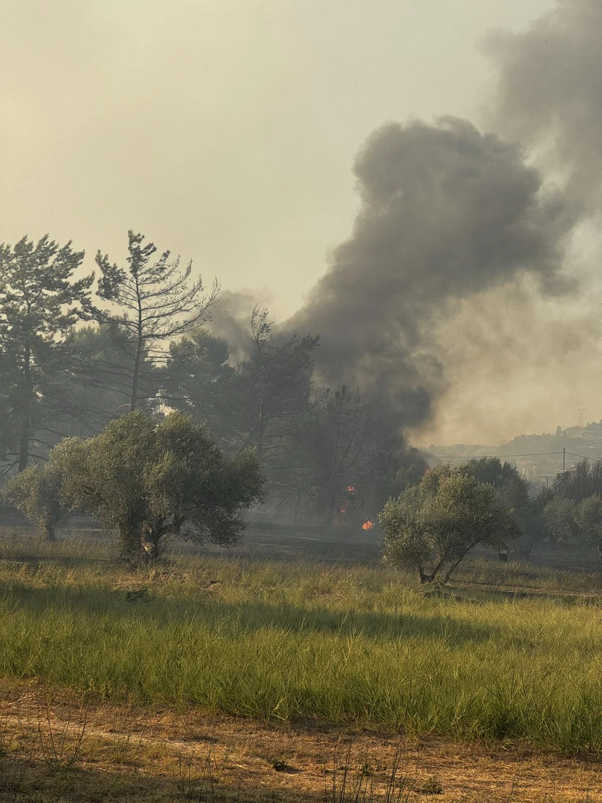 Οι φλόγες σε ελαιώνα - Θεόδωρος Γιαννακόπουλος
