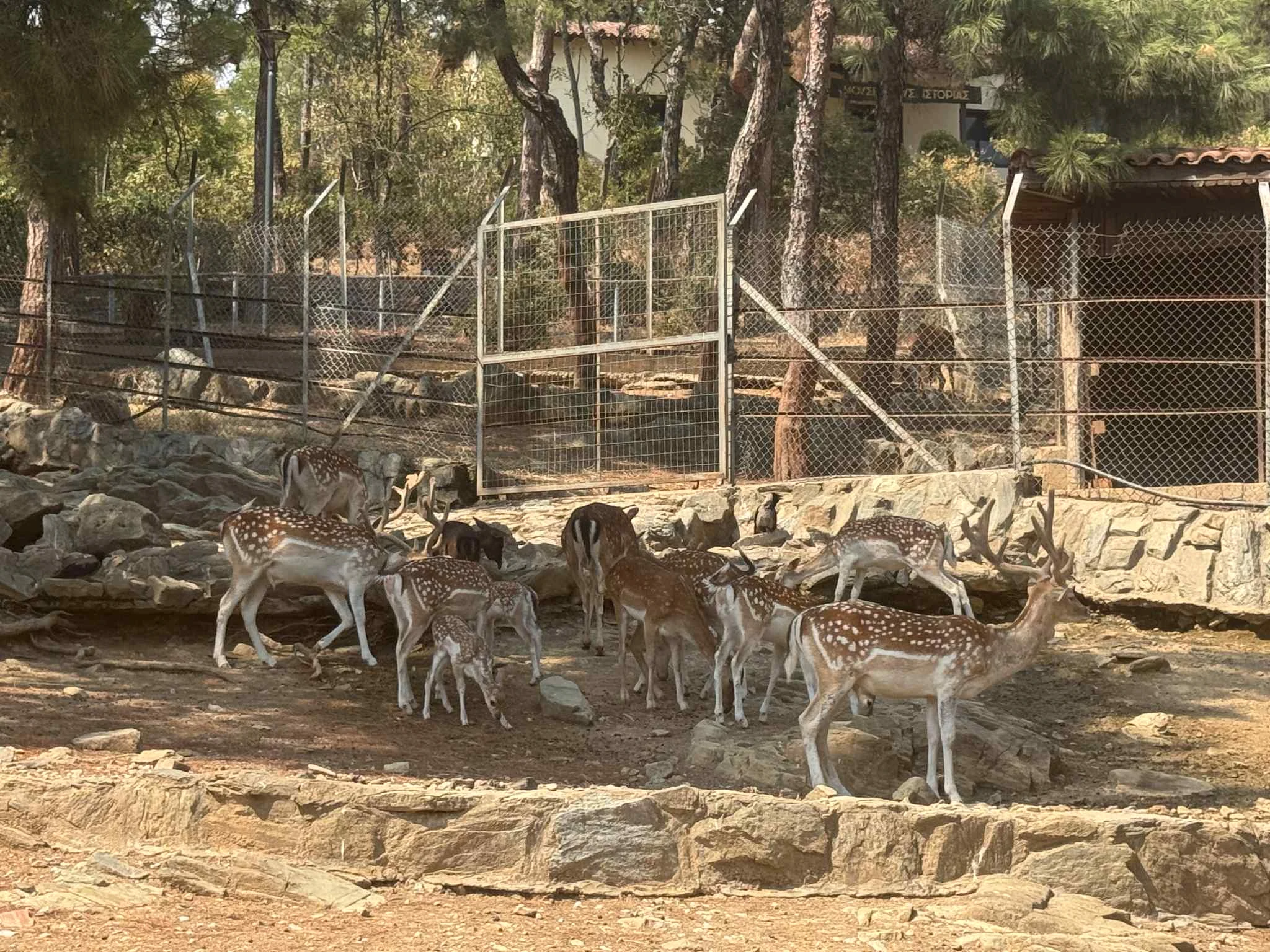 zoologikos-kipos-1.jpg?v=0