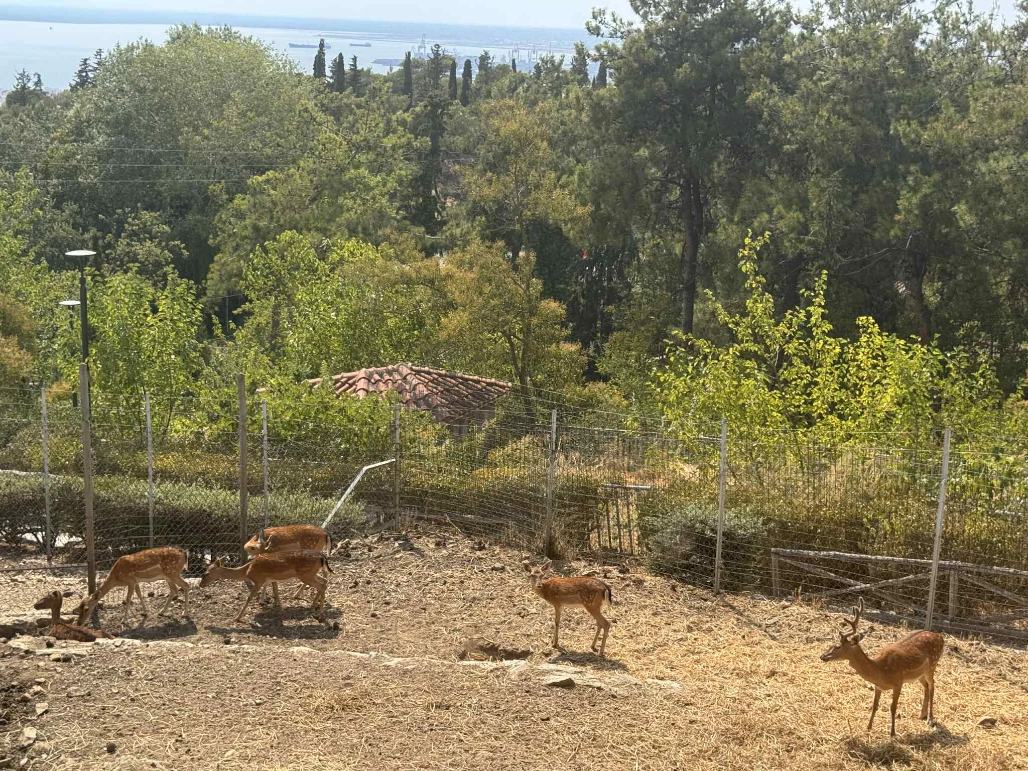 Ελάφια στο Ζωολογικό Κήπο Θεσσαλονίκης - Φωτογραφία αρχείου