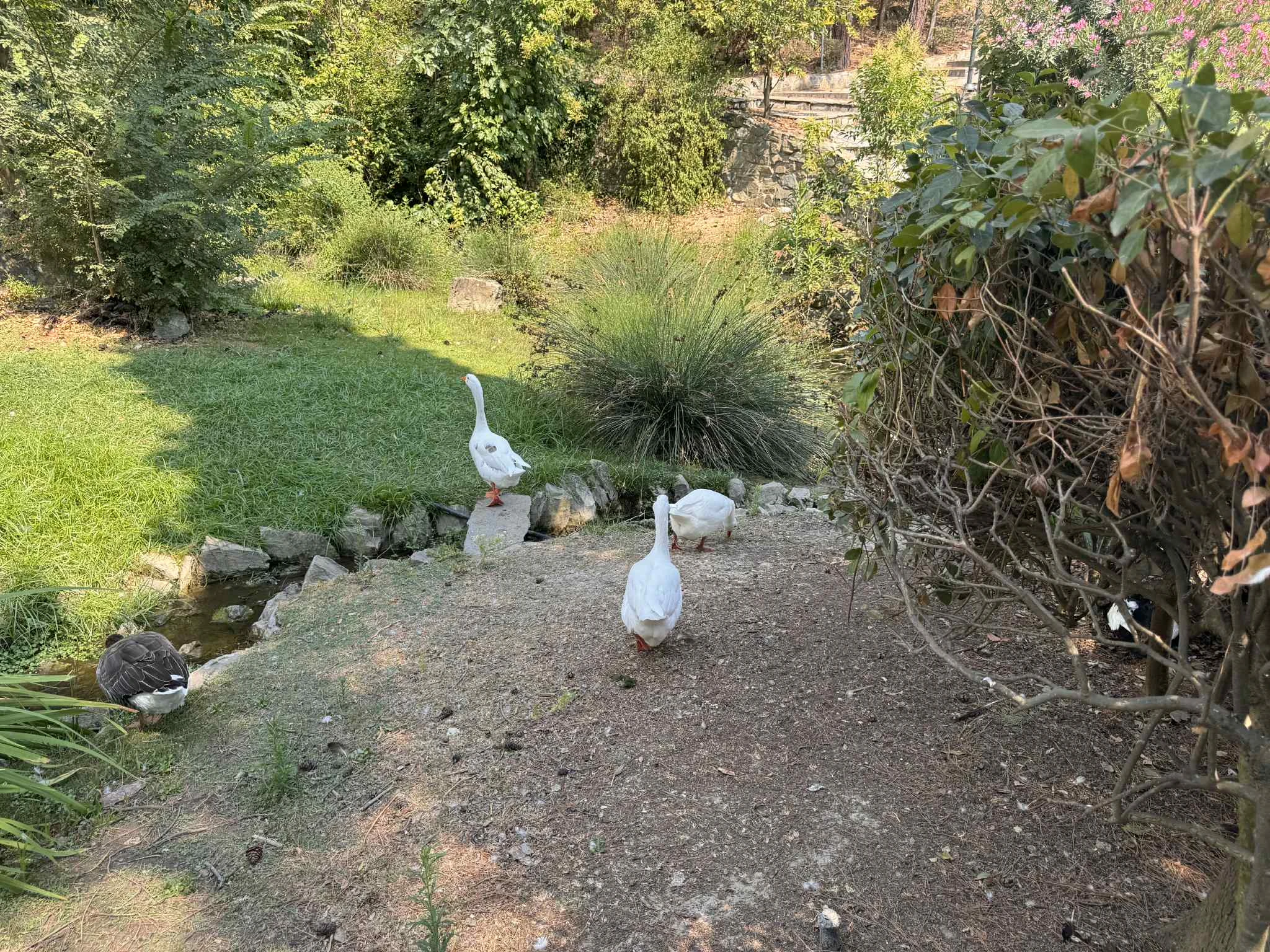 zoologikos-kipos.jpg?v=0