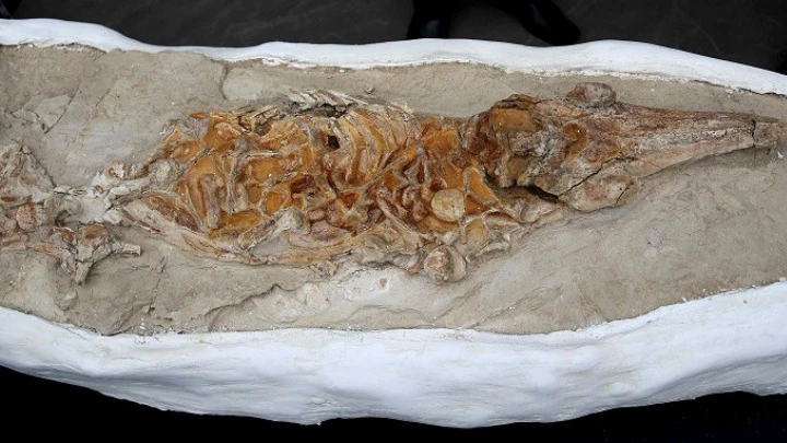 apolithoma-delfiniou.jpg?v=0