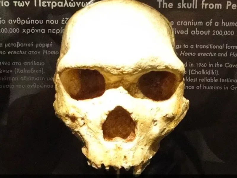 petralona-skull.webp?v=0