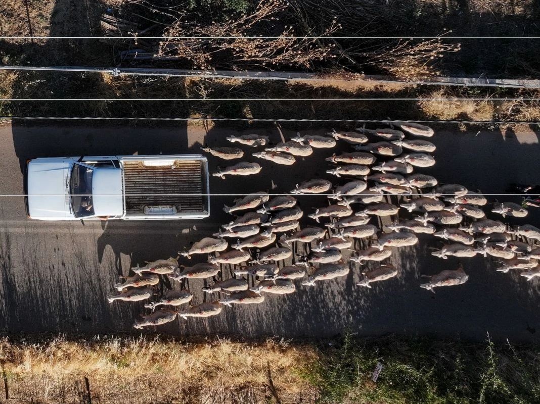 provata-opekepe-kopadi-amnoerifia-20250441.jpg?v=0