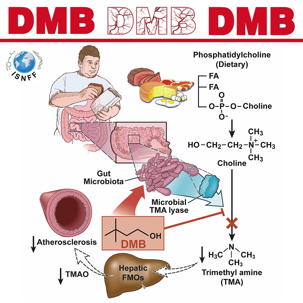 dmbgutmicrobiota.jpg