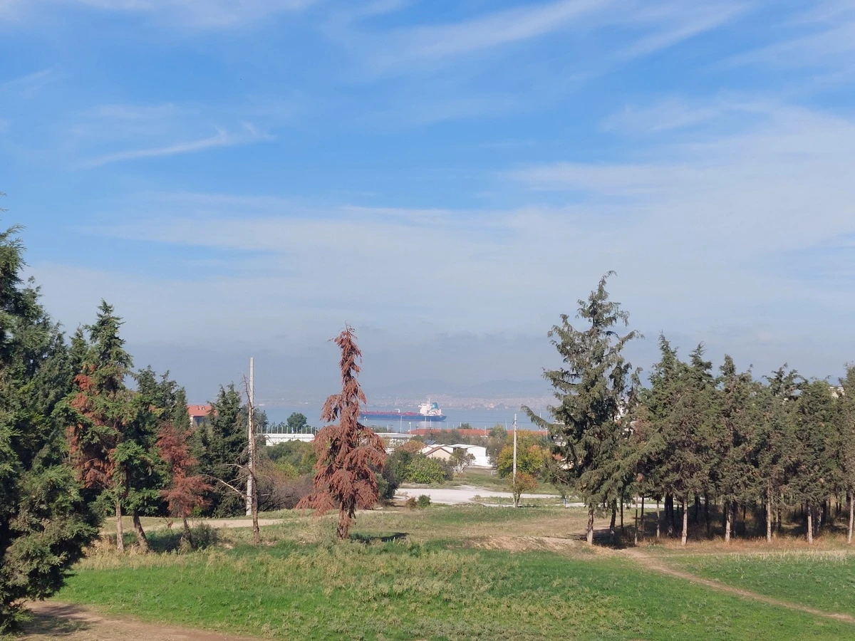 kodra3.jpg