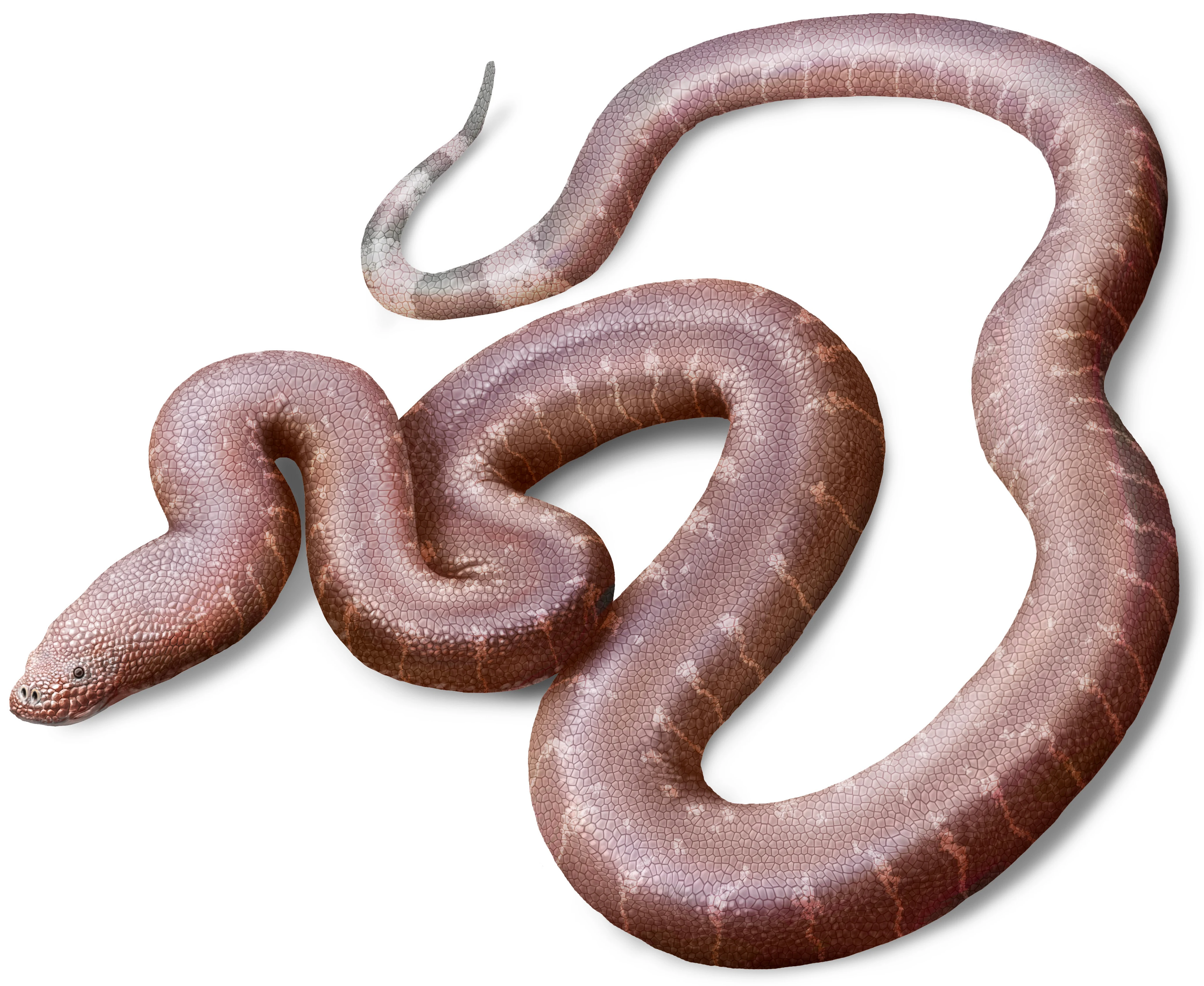 Αναπαράσταση του Παραδοξοφιδίου (Paradoxophidion), του νέου είδους φιδιού που έζησε 37 εκατομμύρια χρόνια πριν στην Αγγλία