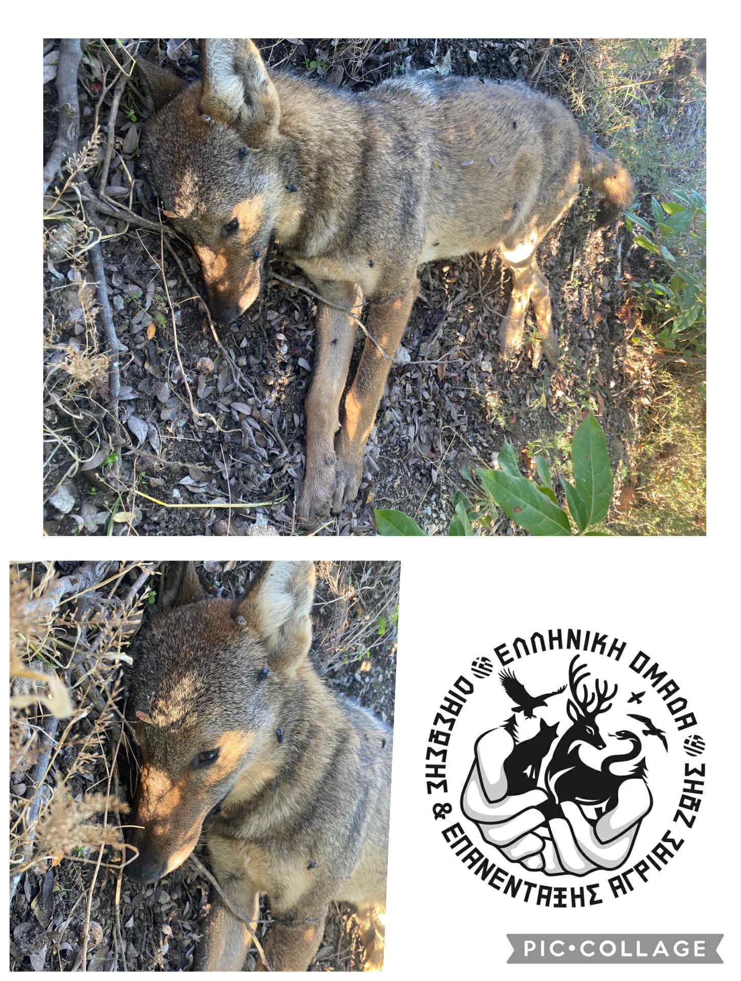 bd3945e6-02a0-4fb4-b62b-cbaf94e1fdd1.jpg?v=0