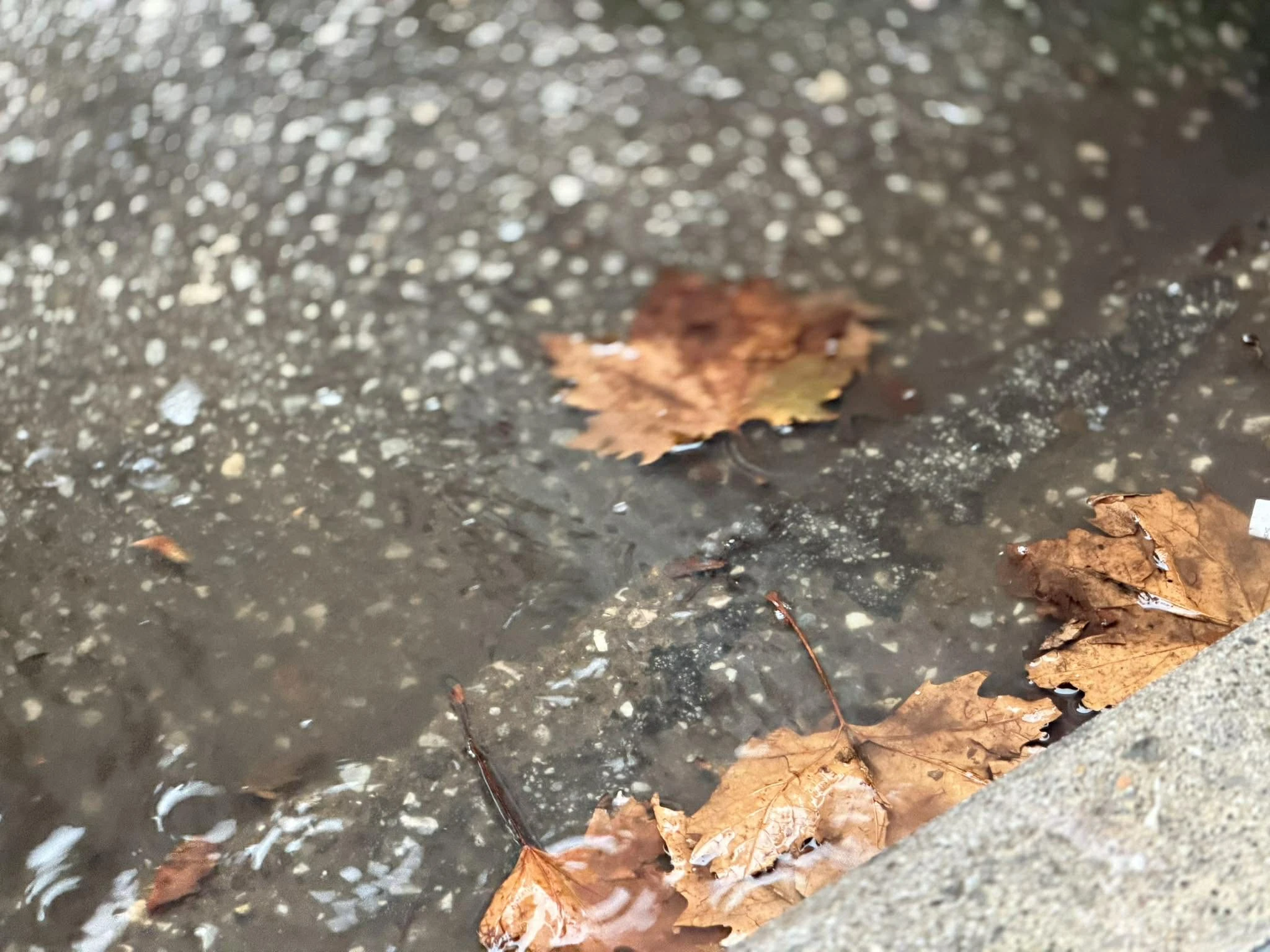 586261366-2204259963396550-3441055556404967134-n.jpg?v=0