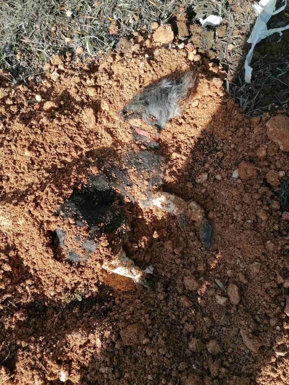 595662207-1252484870354672-2685033460913574450-n.jpg?v=0