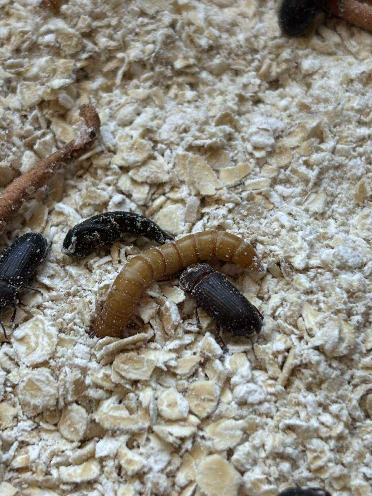 Tο έντομο Tenebrio molitor (κίτρινο αλευροσκουλήκι)