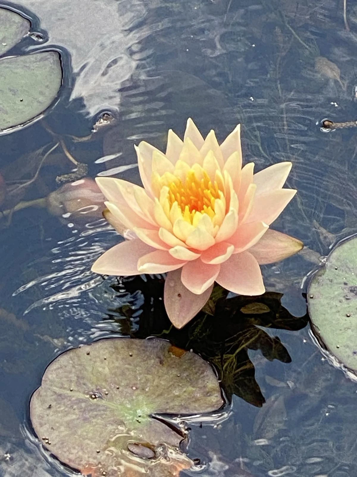 Τα νούφαρα που θα κοσμούν τις τεχνητές λίμνες στον κήπο του Νερού - Εικόνα από Ιωάννης Γρύλλης