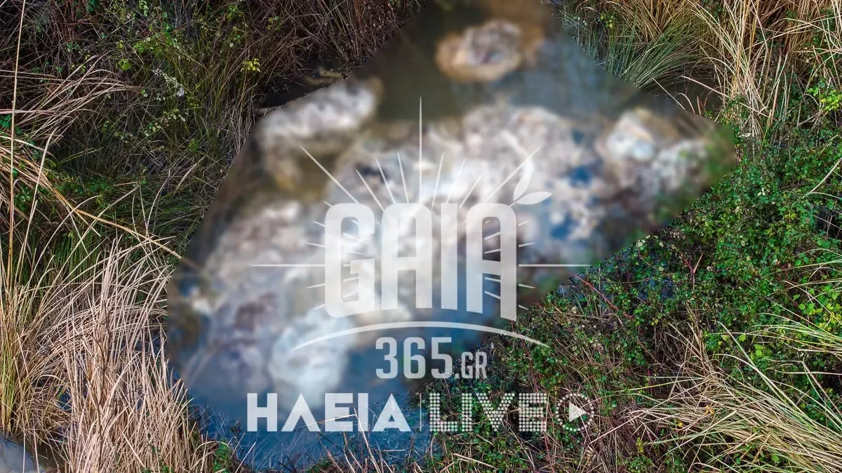 nekra-provata-alfeios-3.webp?v=0