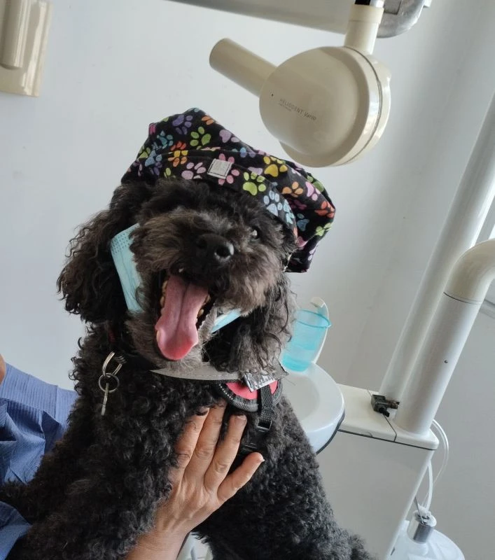 bozaglykidou-skyli-ariel-odontiatros-thessaloniki004212026.jpg?v=0