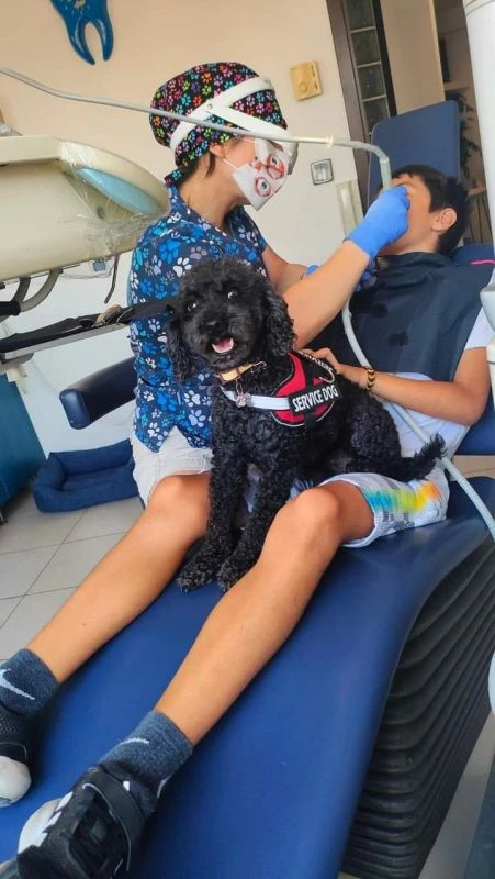 bozaglykidou-skyli-ariel-odontiatros-thessaloniki004412026.jpg?v=0