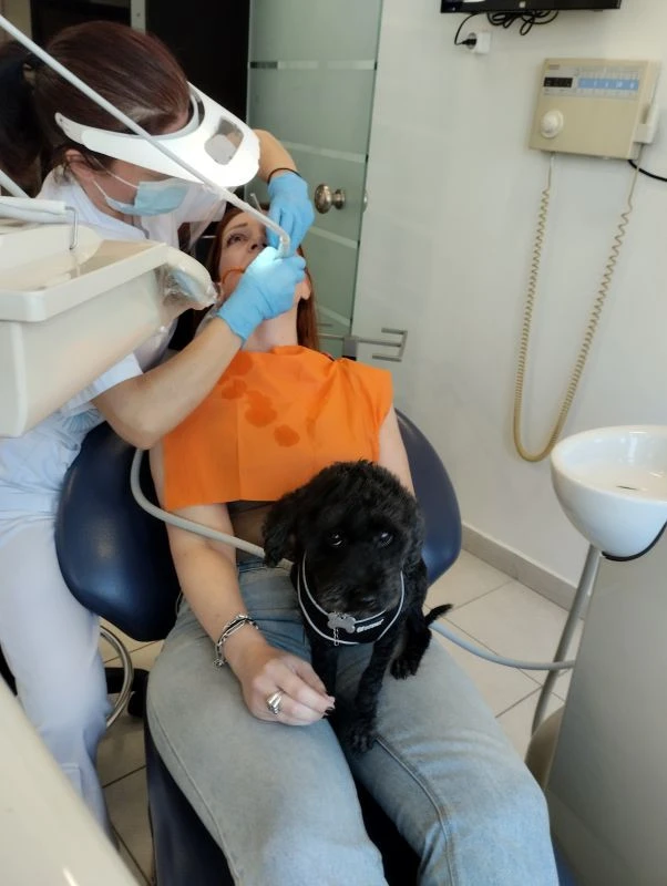 bozaglykidou-skyli-ariel-odontiatros-thessaloniki004612026.jpg?v=0