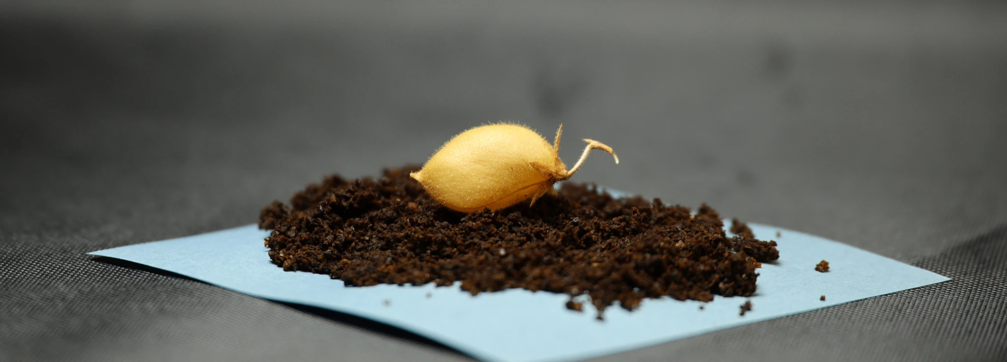 chickpea3.JPG?v=0