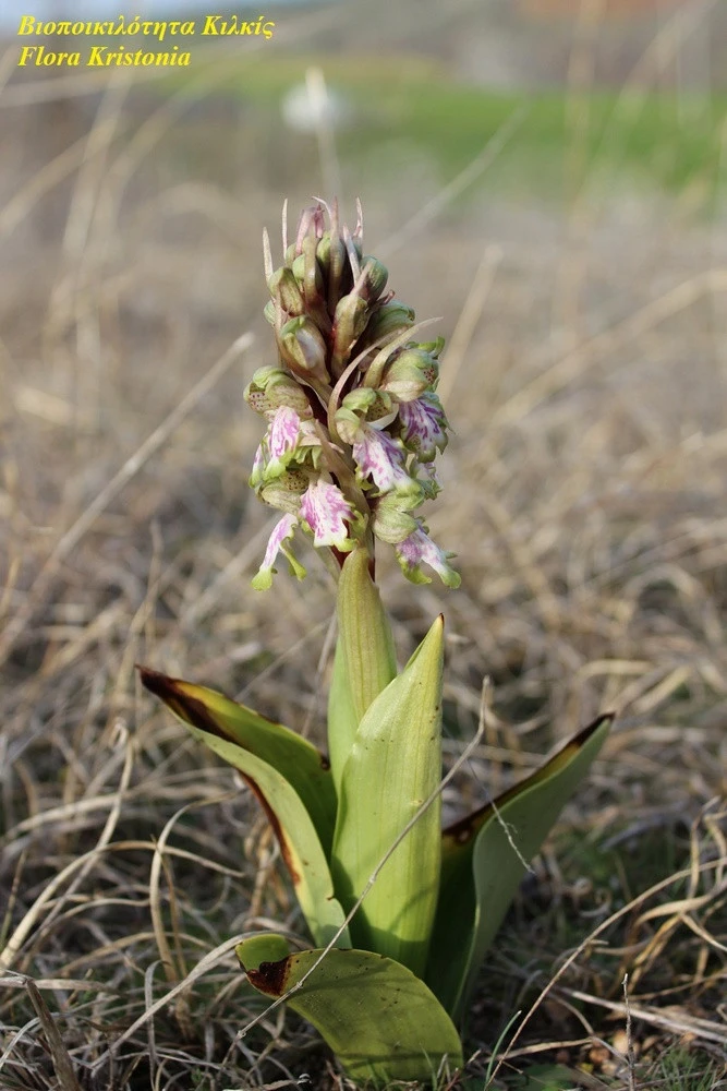 kilkis-orxidea1.jpg