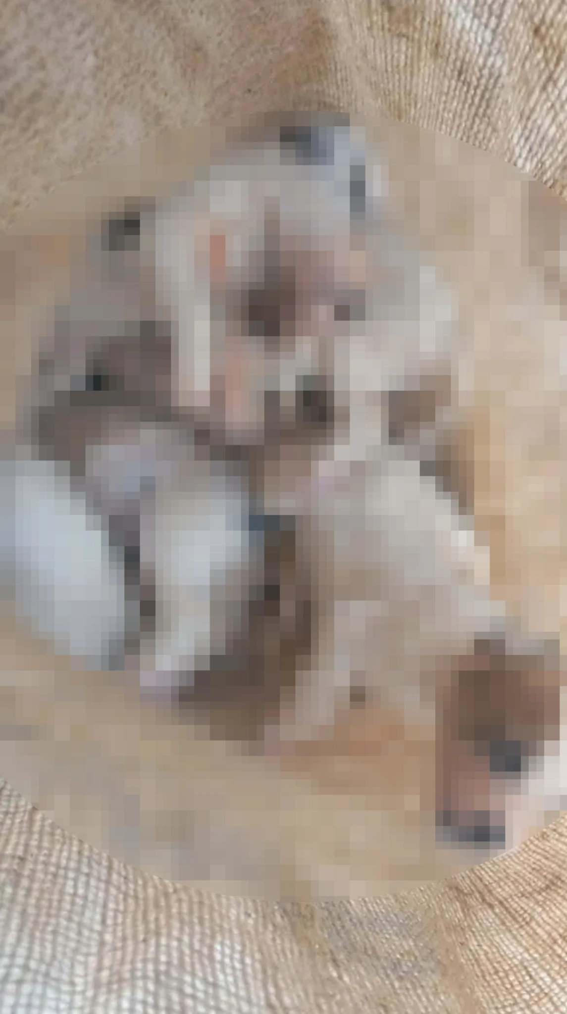 koutavia-2.jpg?v=0