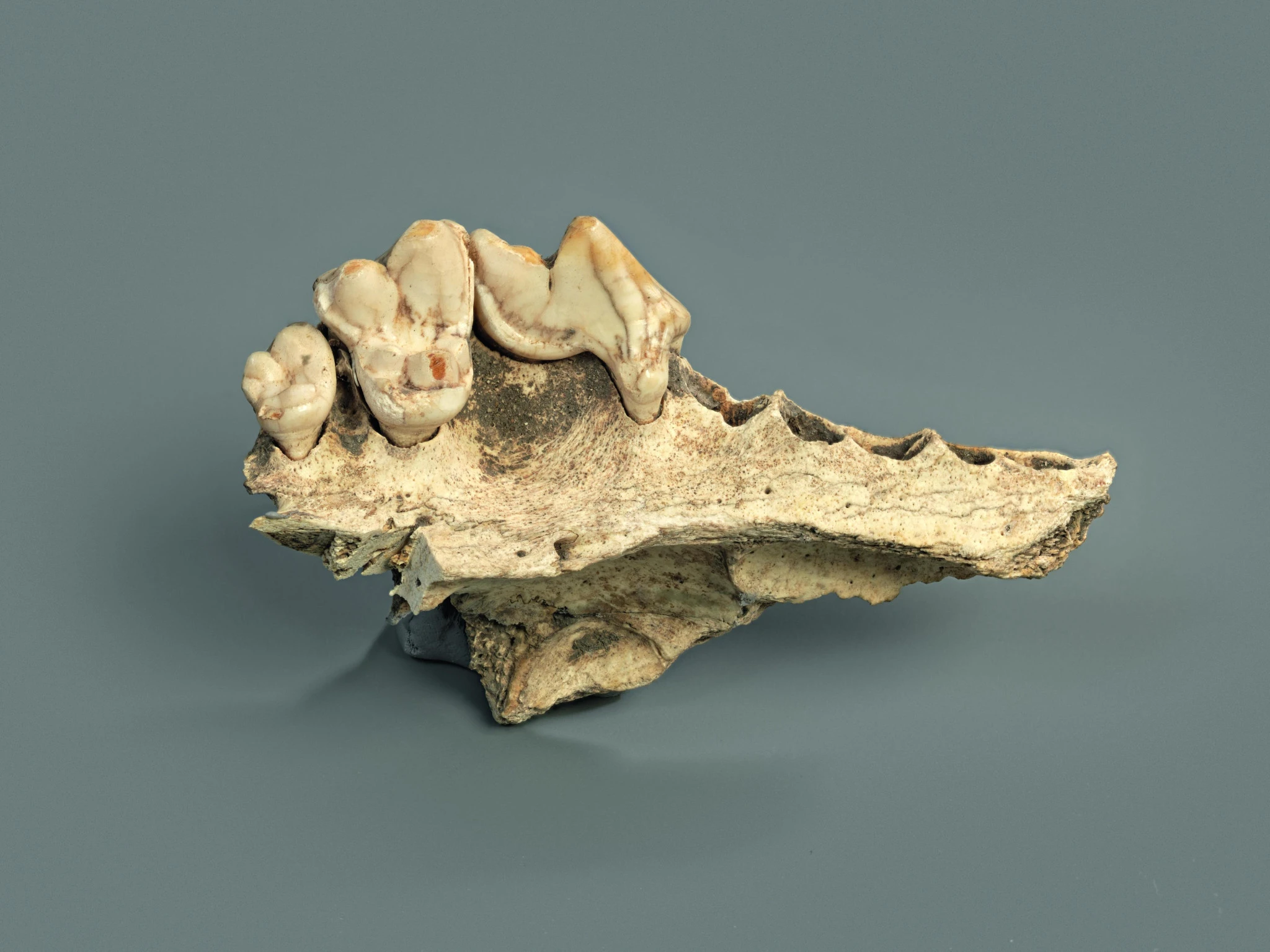 dogmaxilla.jpg?v=0