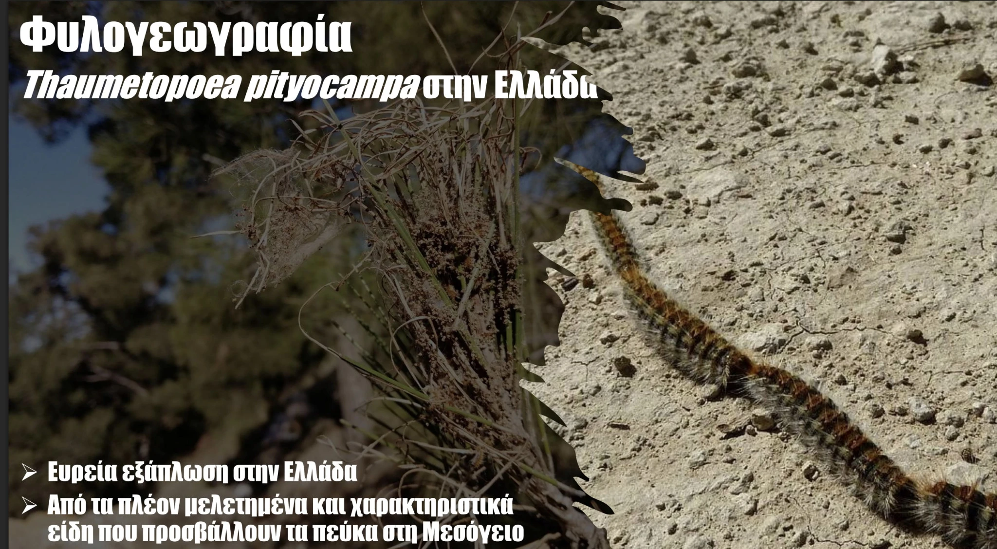 img-25011.jpeg?v=0