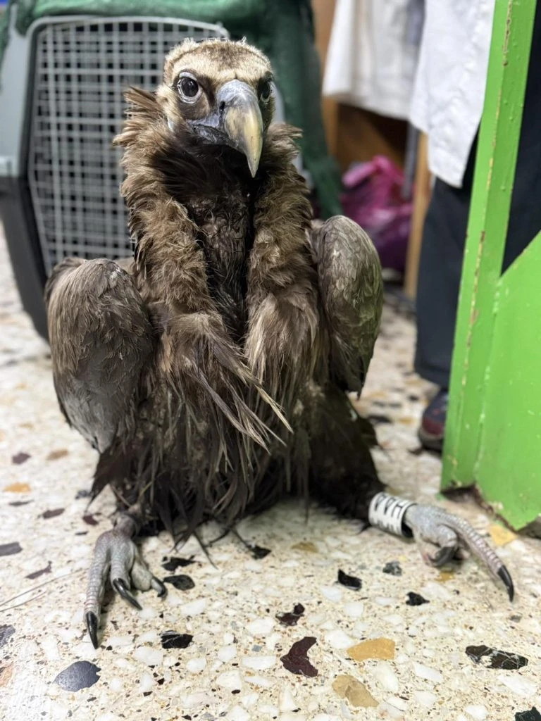 1-mauroghipas-se-perithalpsi-768x1024.jpg?v=0