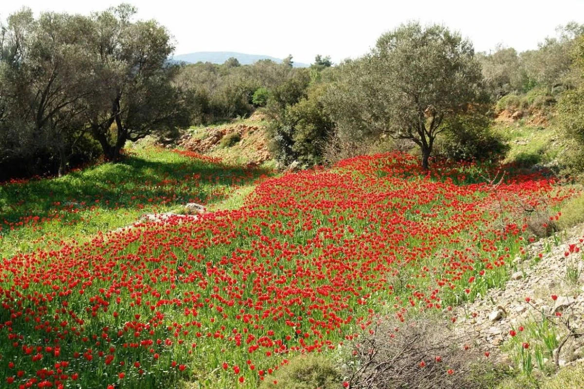 Τα κόκκινα λιβάδια στη Χίο