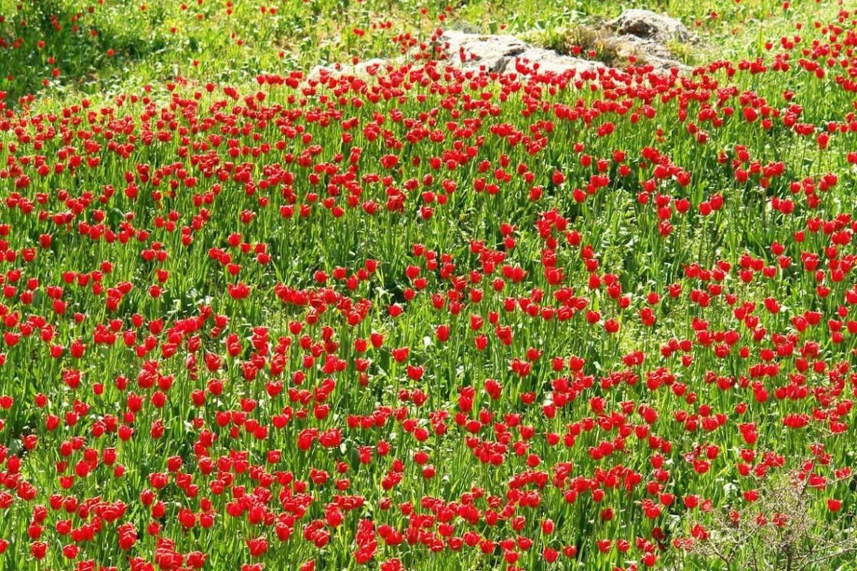 Τα κόκκινα λιβάδια στη Χίο