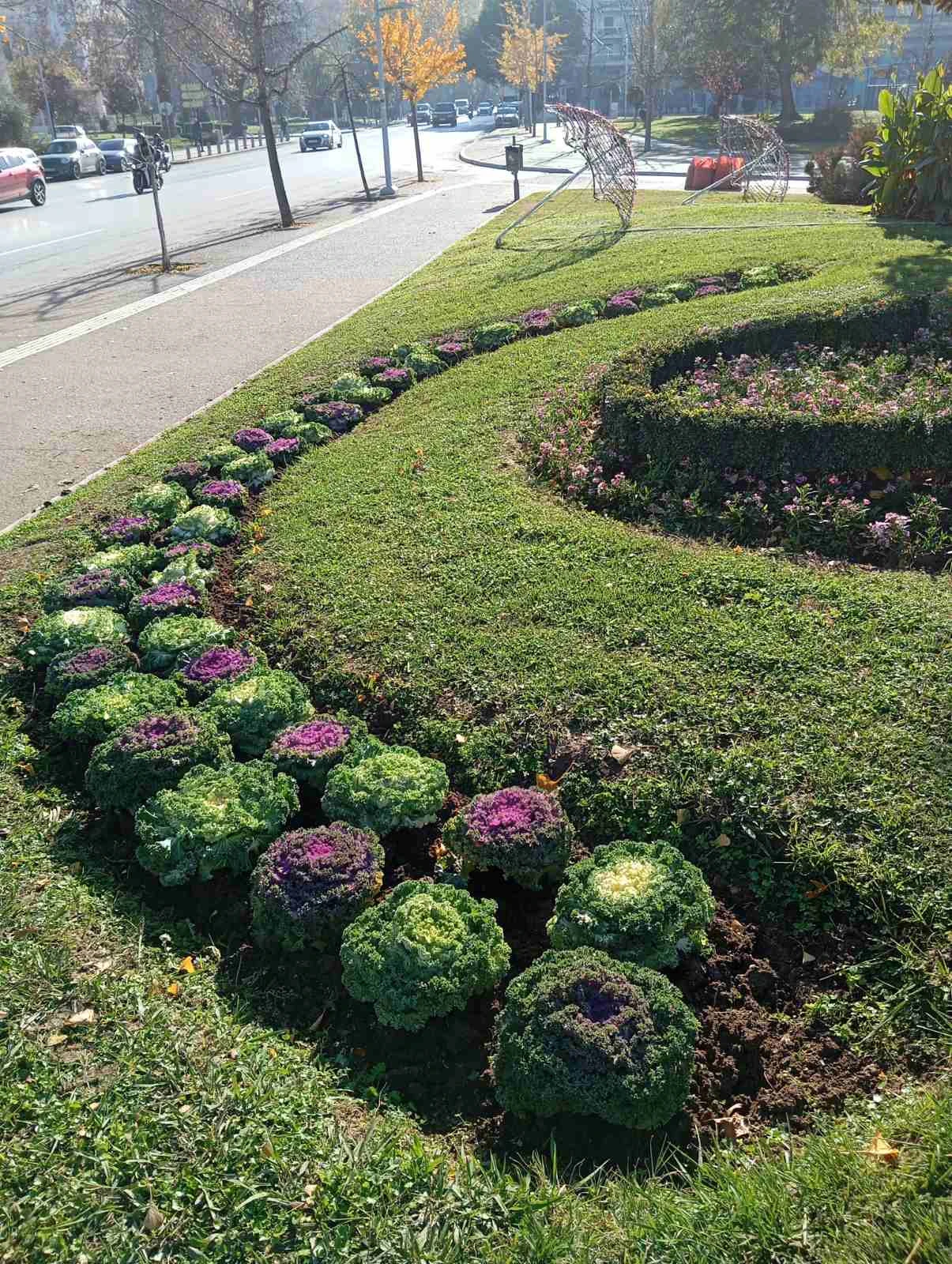 fyta-dimarxeio.jpg?v=0