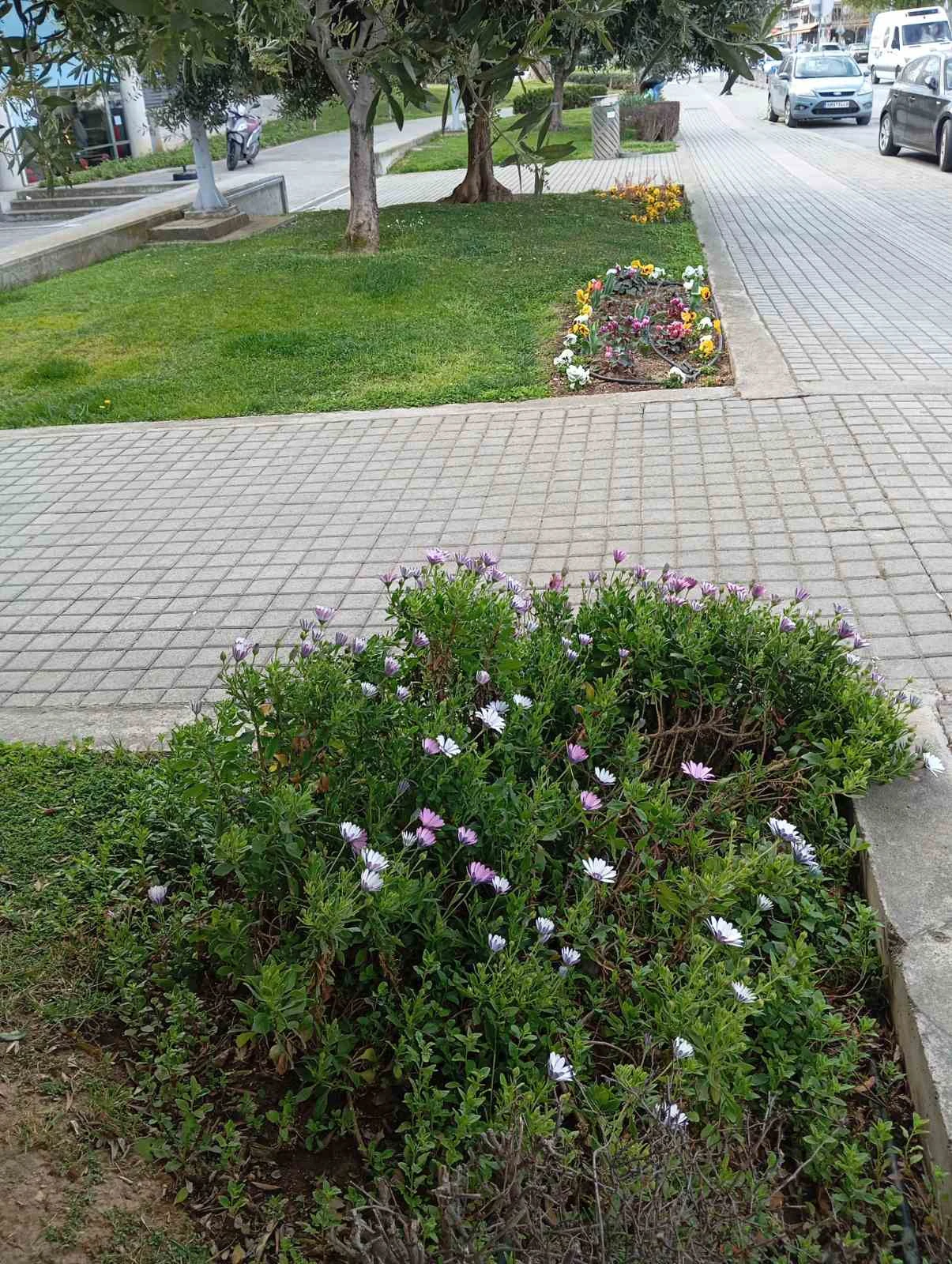 fyta-dimarxeio2.jpg?v=0