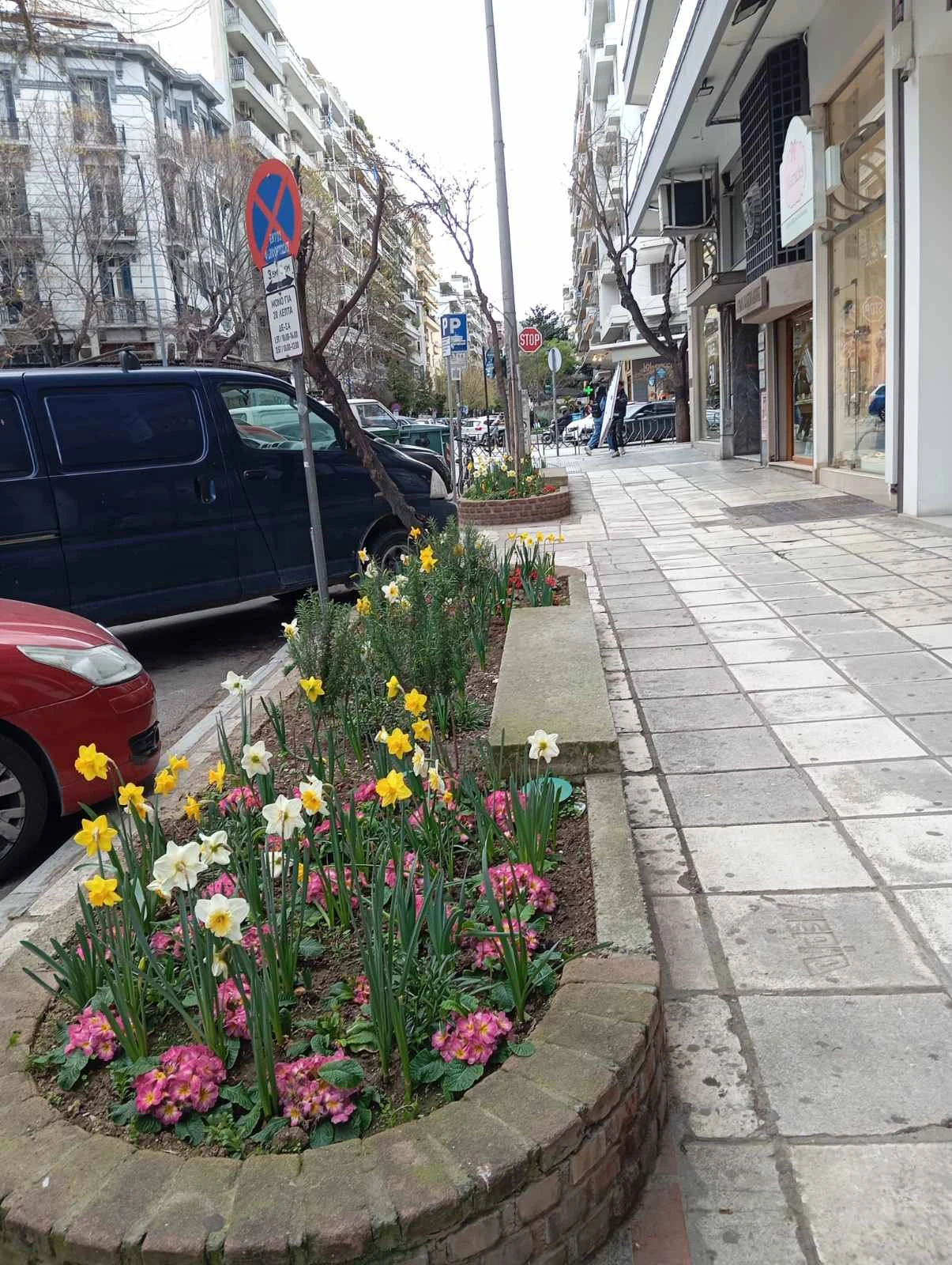 fyta-vogatsikou.jpg?v=0