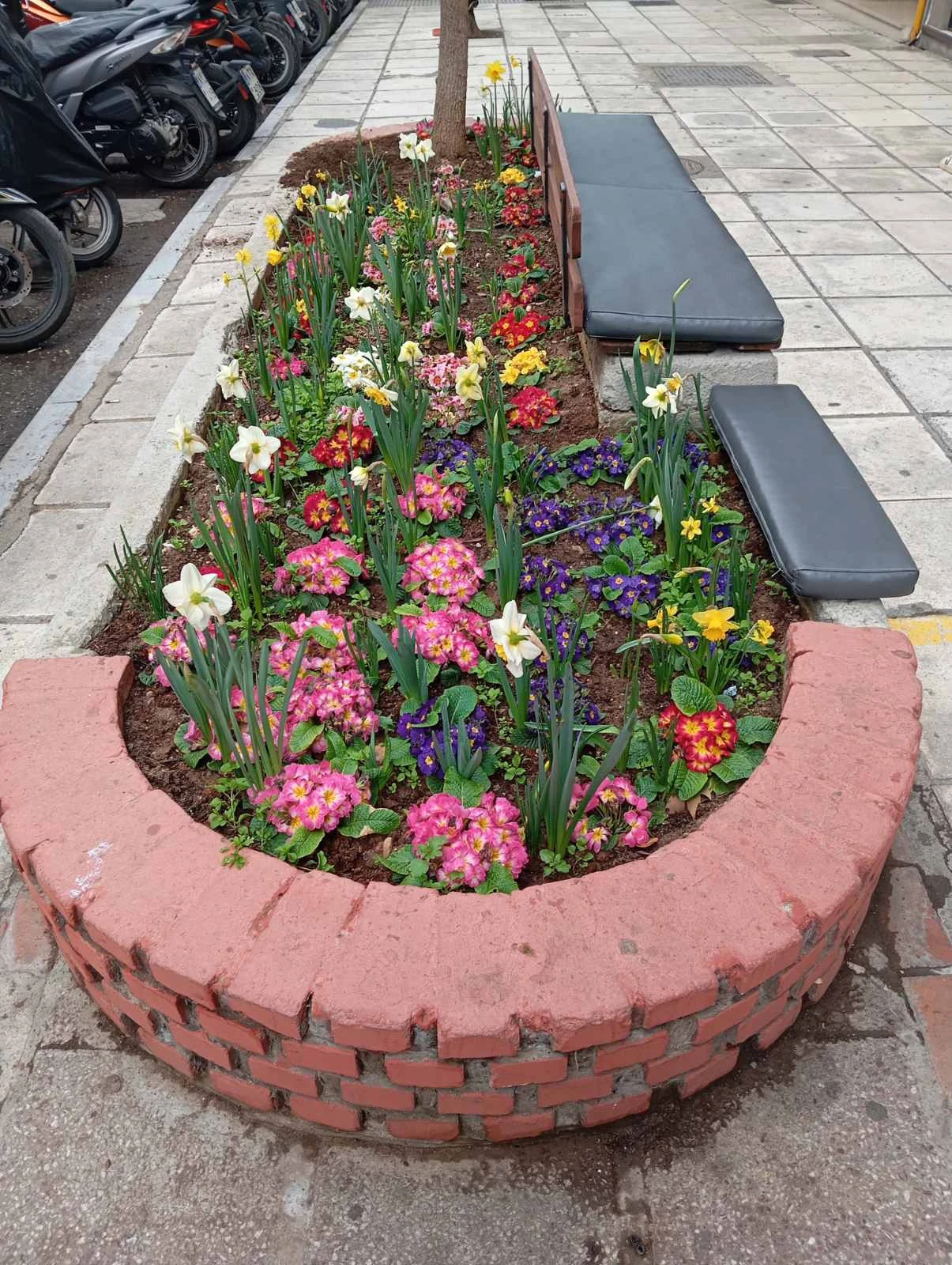 fyta-vogatsikou2.jpg?v=0