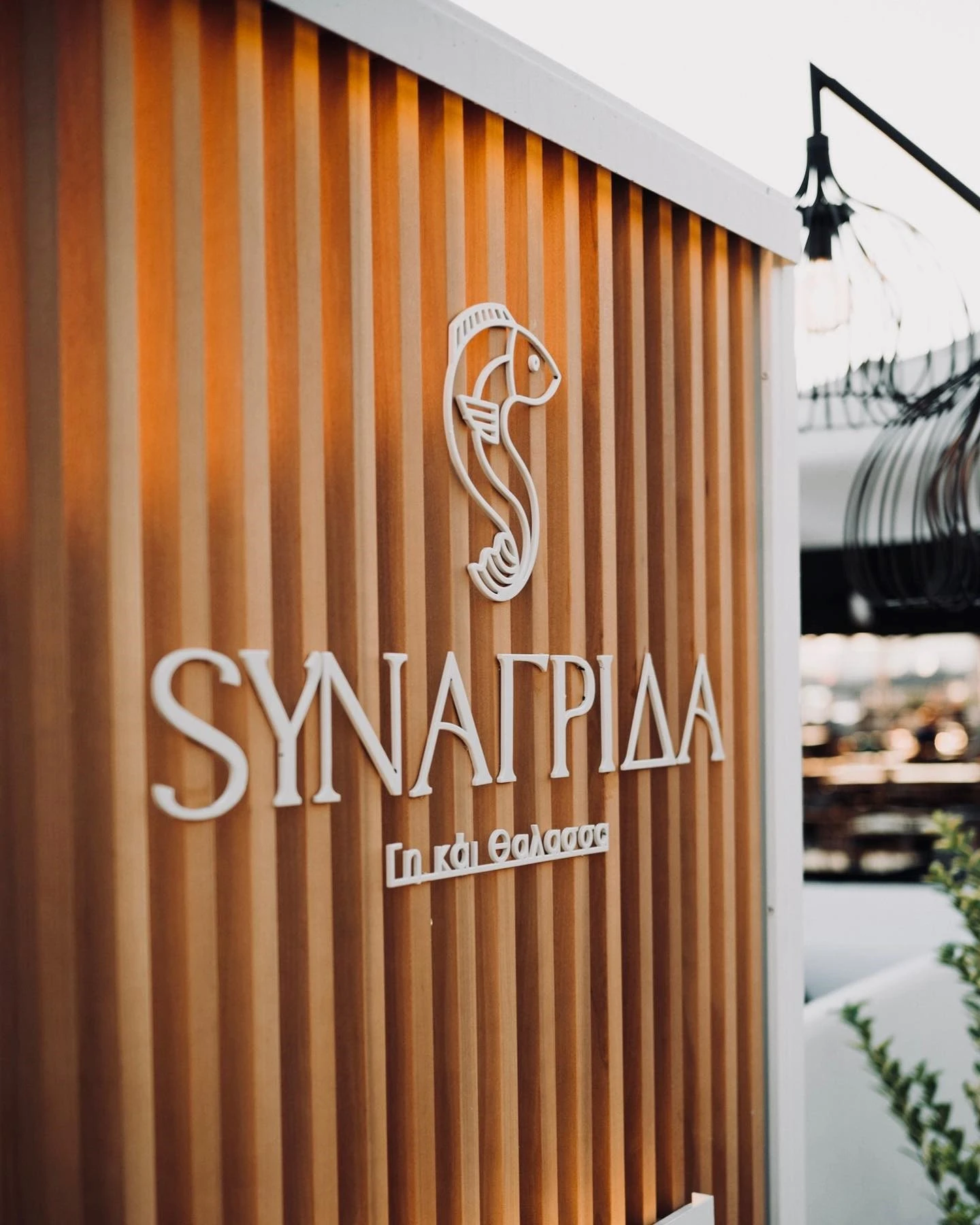 synagrida-3.jpg?v=0