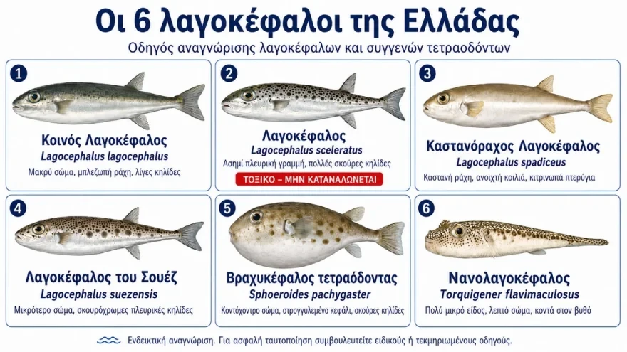 lagokefaloi-1.webp