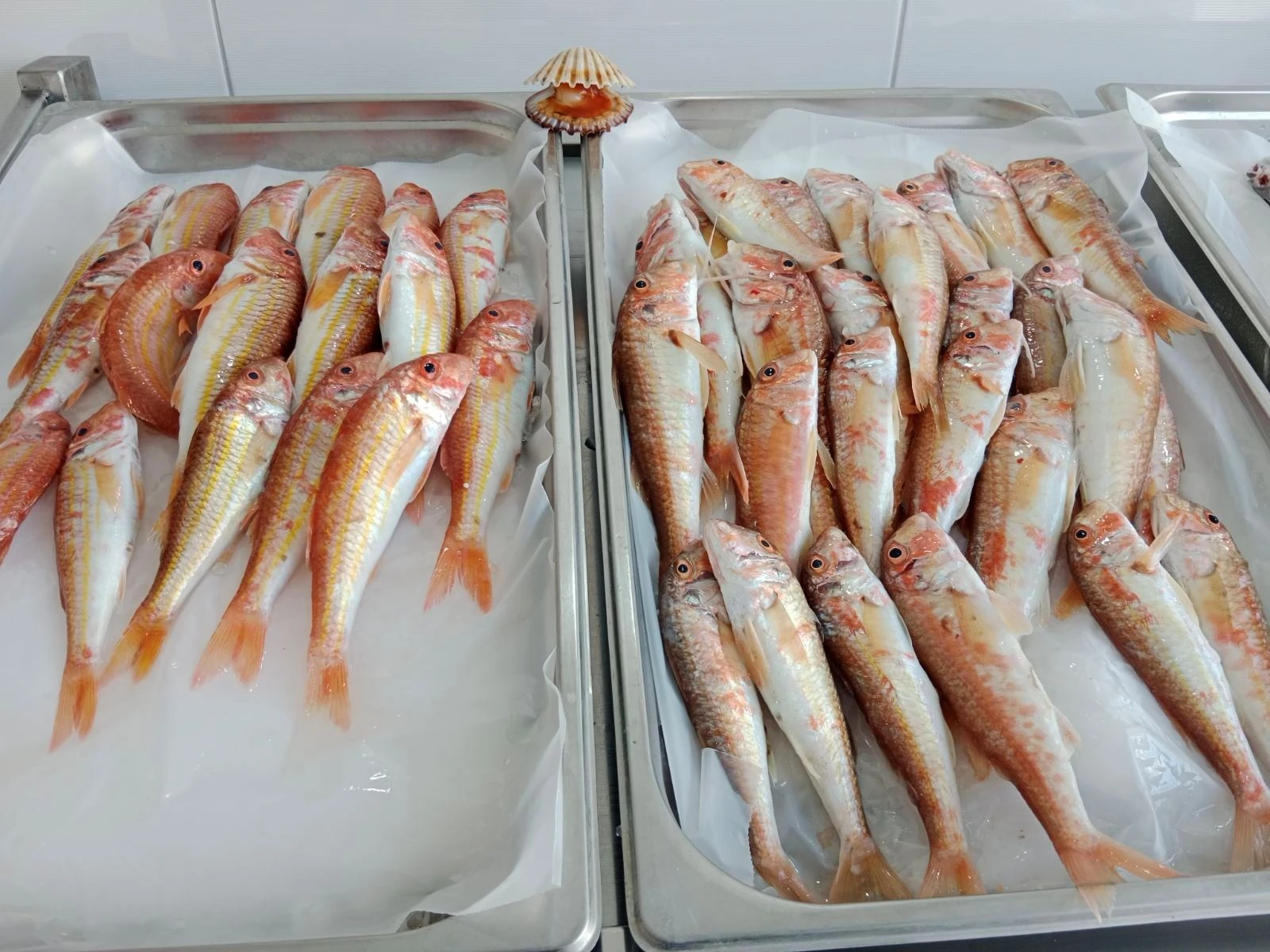 barbouni-2.jpg?v=0