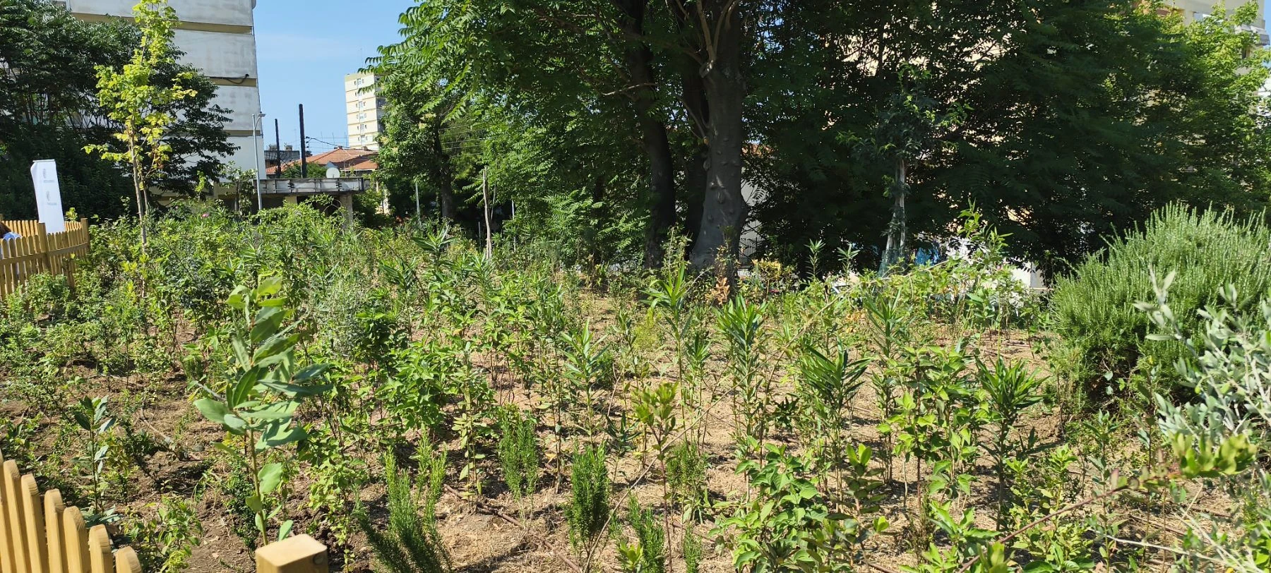 Χιλιάδες φυτεύσεις στο Micro Urban Forest